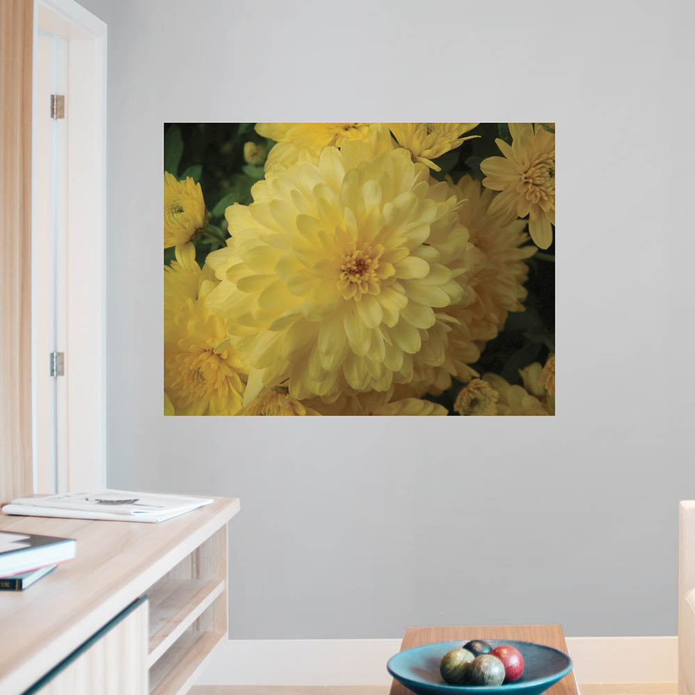 36x48 inch Chrysanthemum Flowers Poster Displayed on Wall