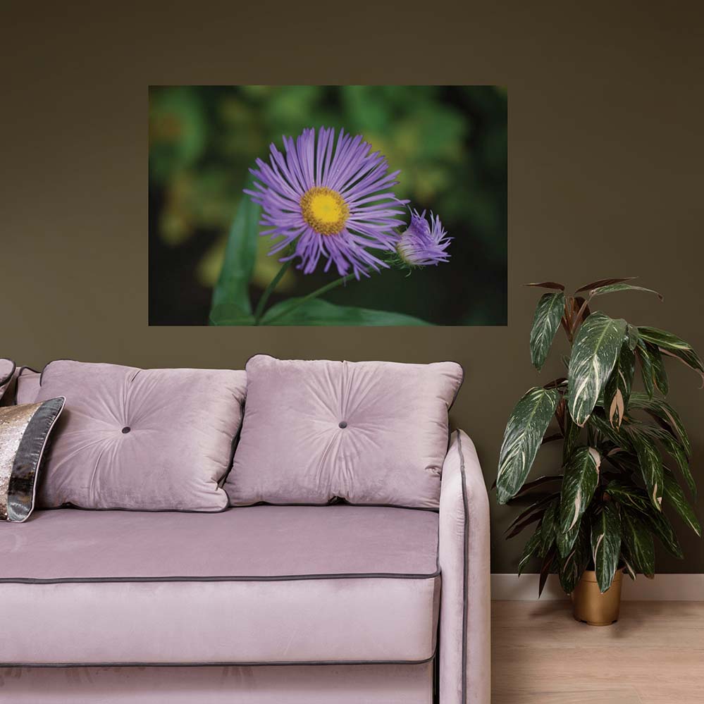 32x48 inch Purple Daisey Poster Displayed Above Sofa