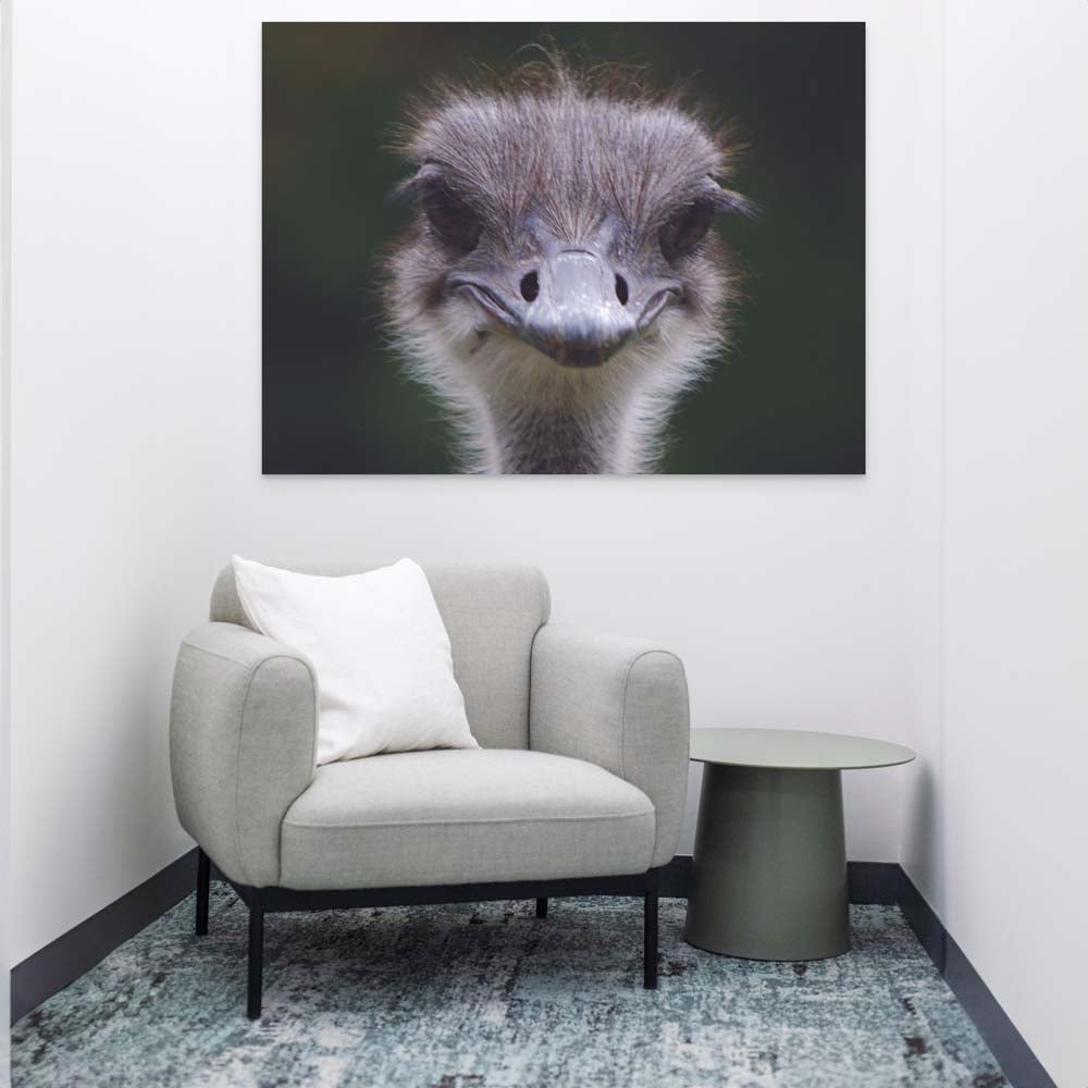 48 inch Ostrich Portrait Poster Displayed Above Chair