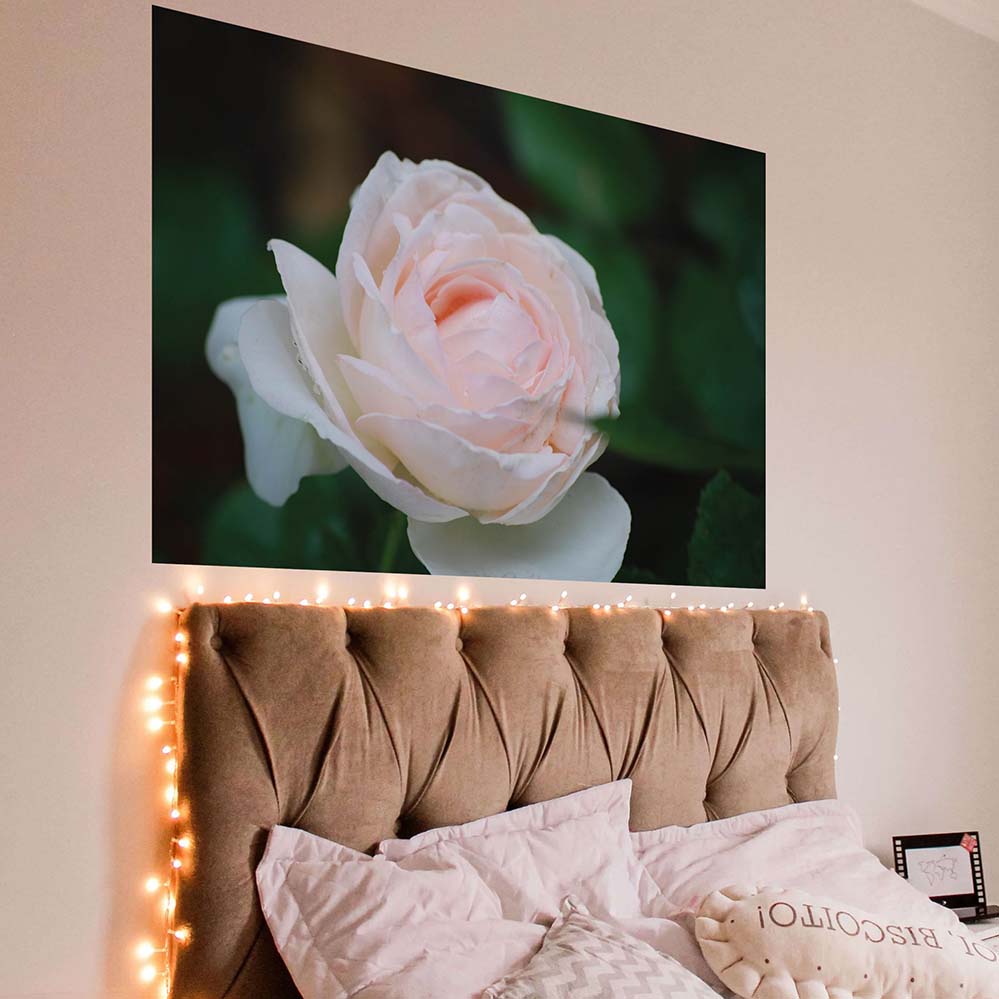 32x48 inch Pink Rose Poster Displayed Above Bed