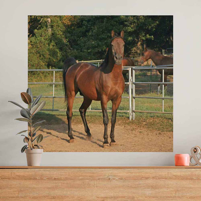 48 inch Corralled Horse Gloss Poster Installed on Wall