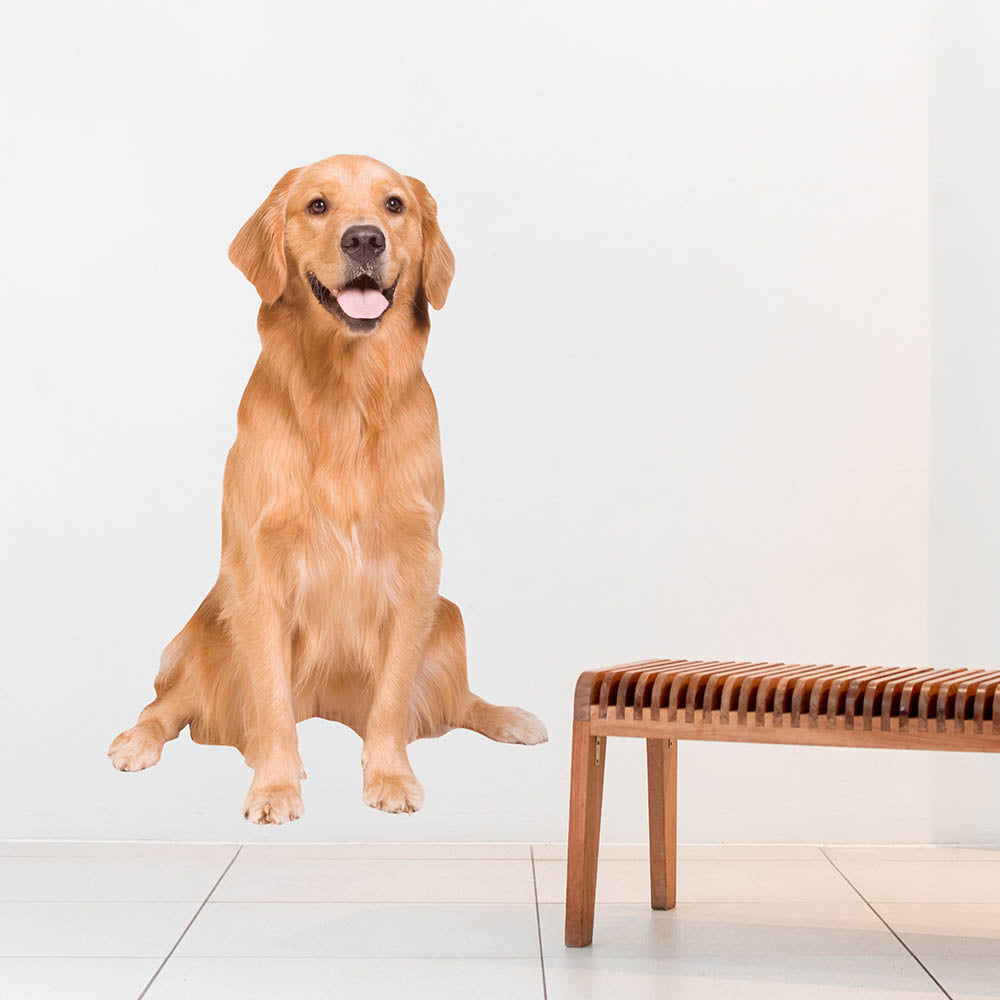 48 inch Golden Retriever Decal Installed on Wall