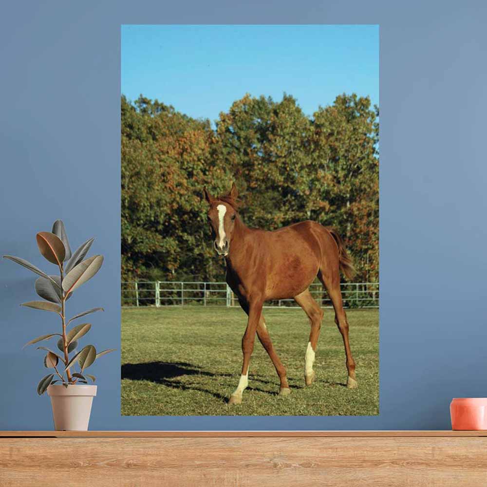 48 inch Horse Portrait Gloss Poster Displayed on Wall