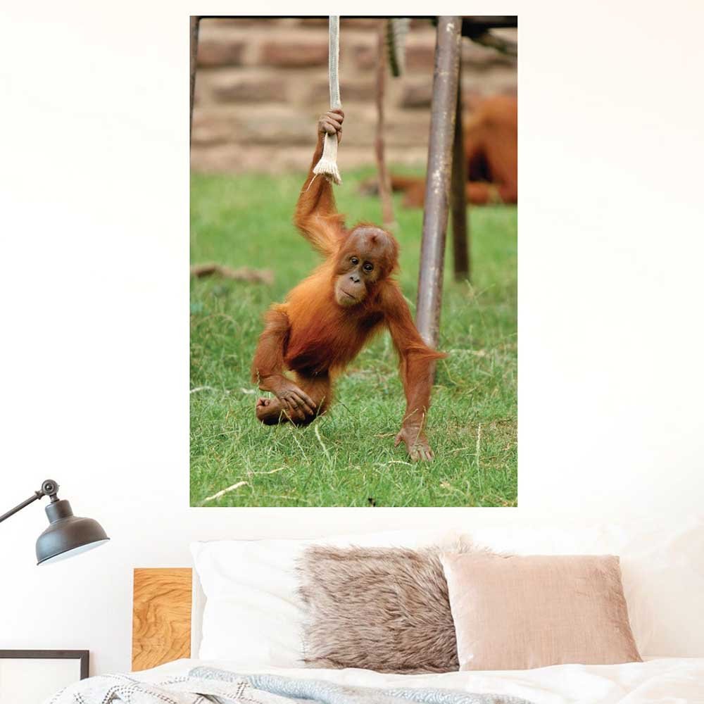 48 inch Just Hangin Around Monkey Poster Displayed in Bedroom