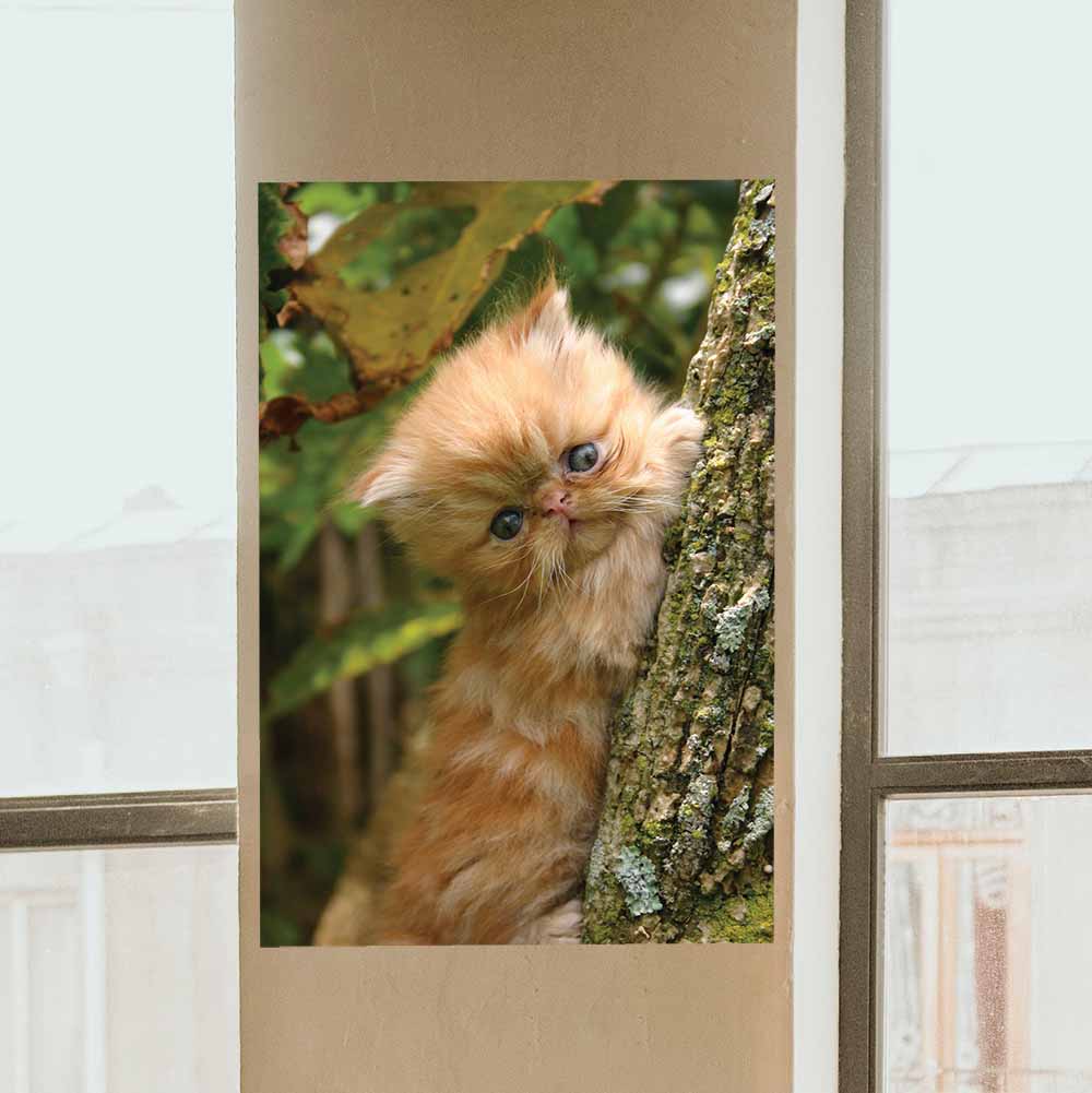 48 inch Baby Kitten in Tree Gloss Poster Installed by Windows