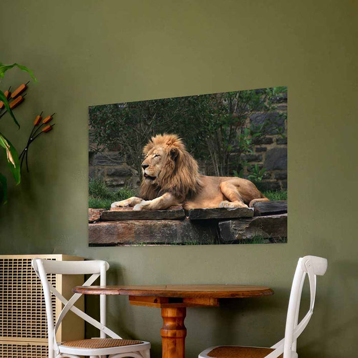 48 inch Lion Resting Gloss Poster Installed Above Dining Table