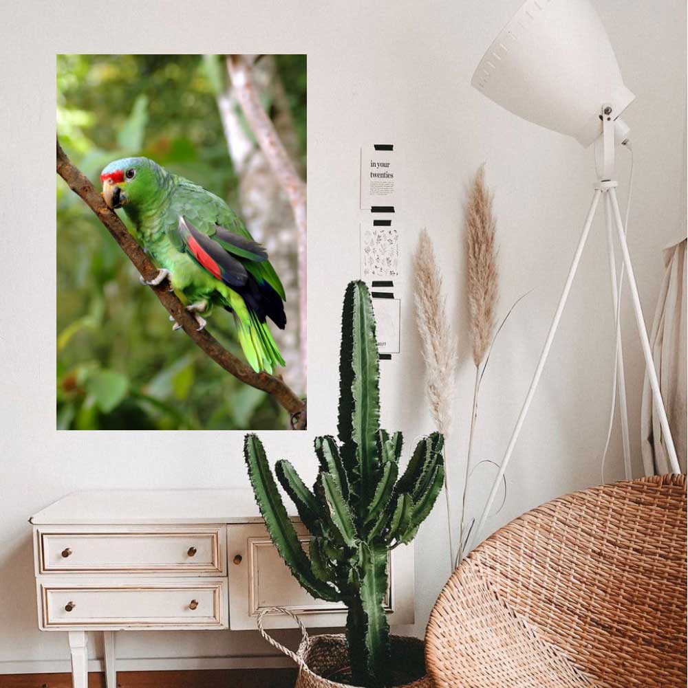 48 inch Parrot on Branch Poster Displayed Next to Cactus
