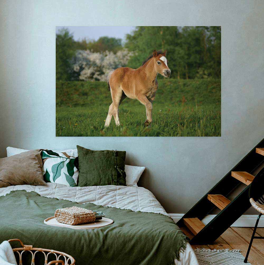 48 inch Pony in a Field Gloss Poster Installed Above Bed