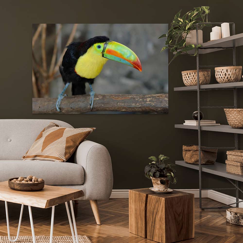 48 inch Toucan on Branch Poster Displayed in Living Room