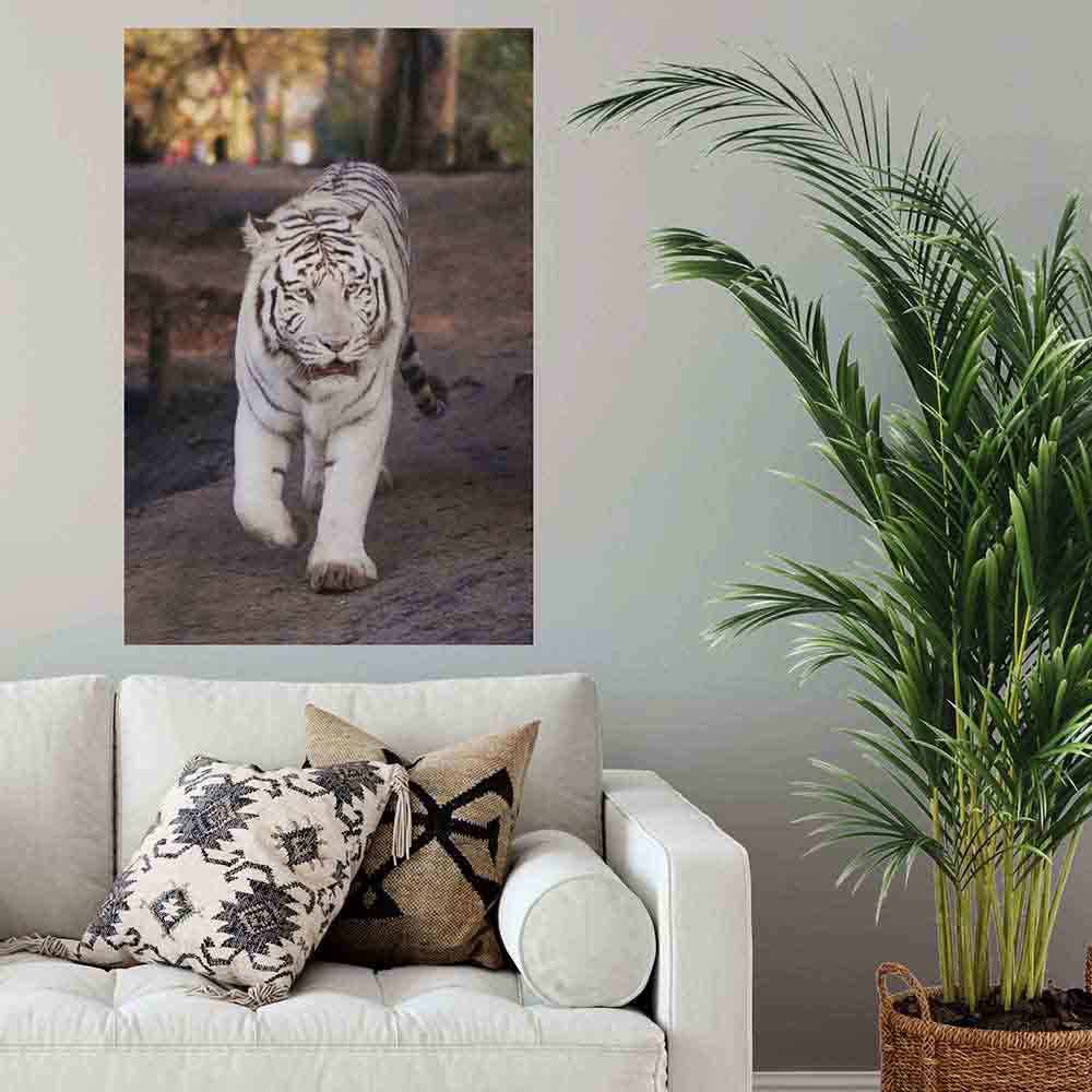 48 inch White Tiger Poster Displayed Above Sofa