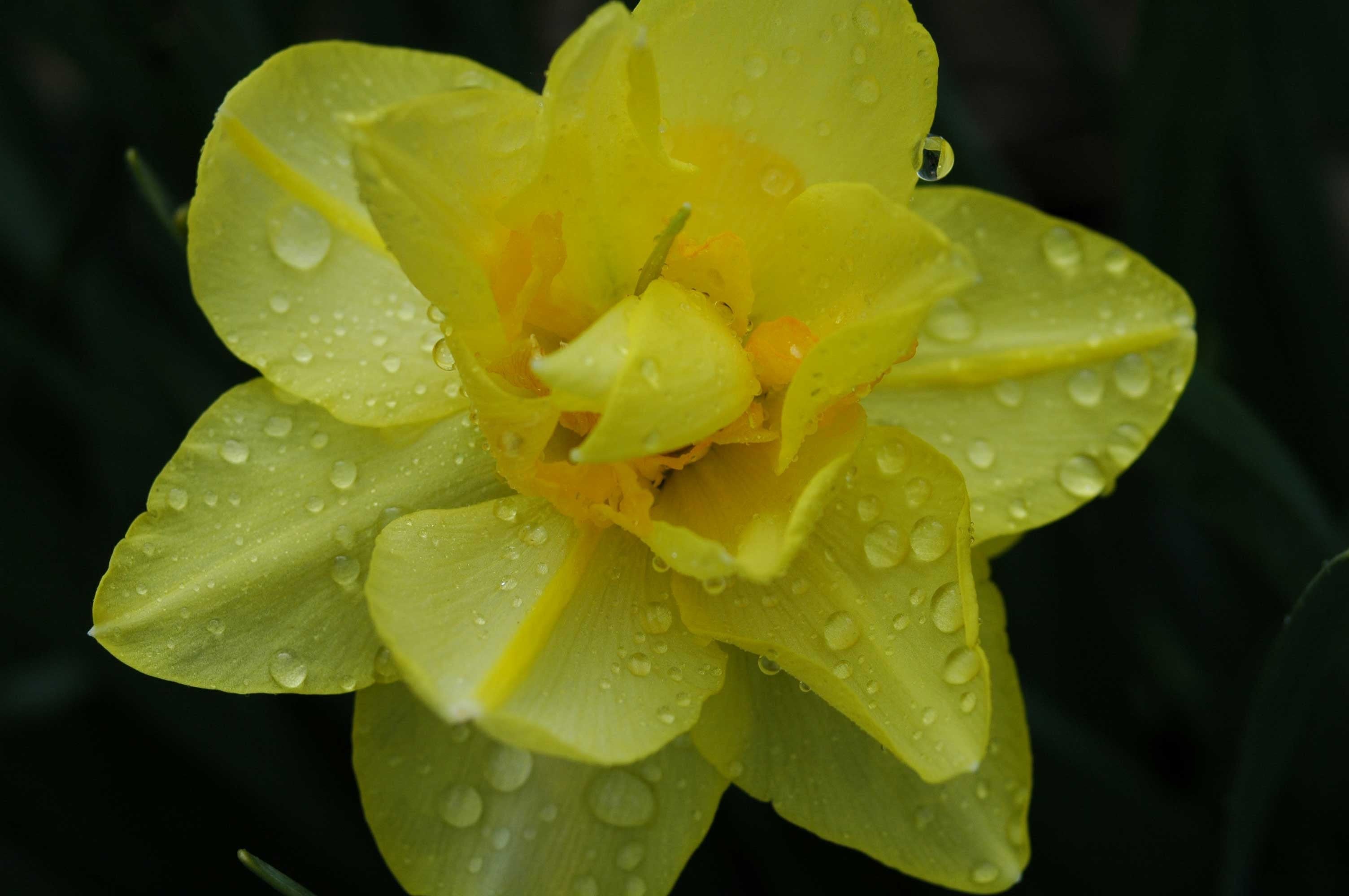 Guernsey Flower Glossy Poster (5 Sizes Available)