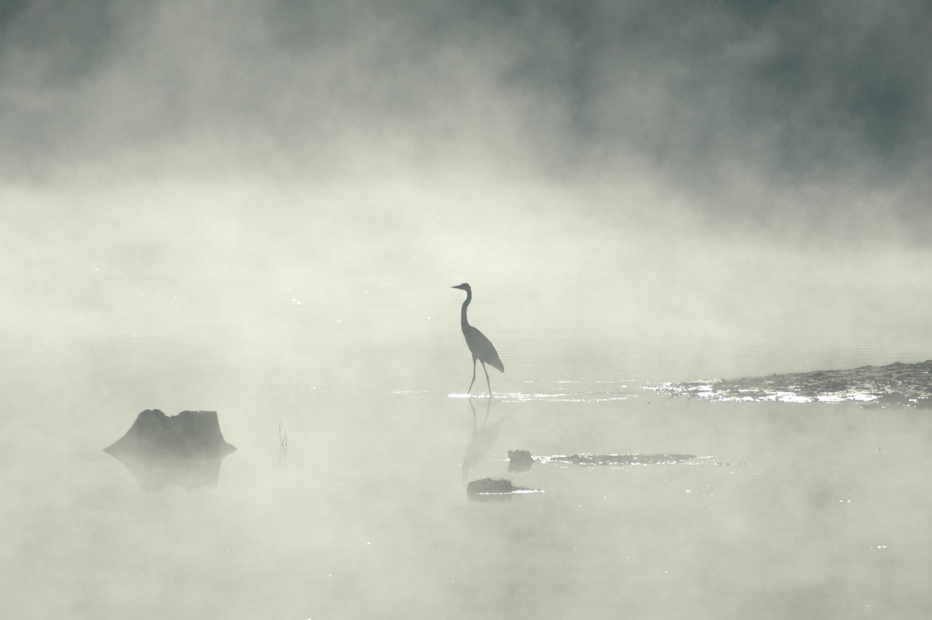 Guernsey Standing Crane in Mist Glossy Poster ( 5 Sizes Available)