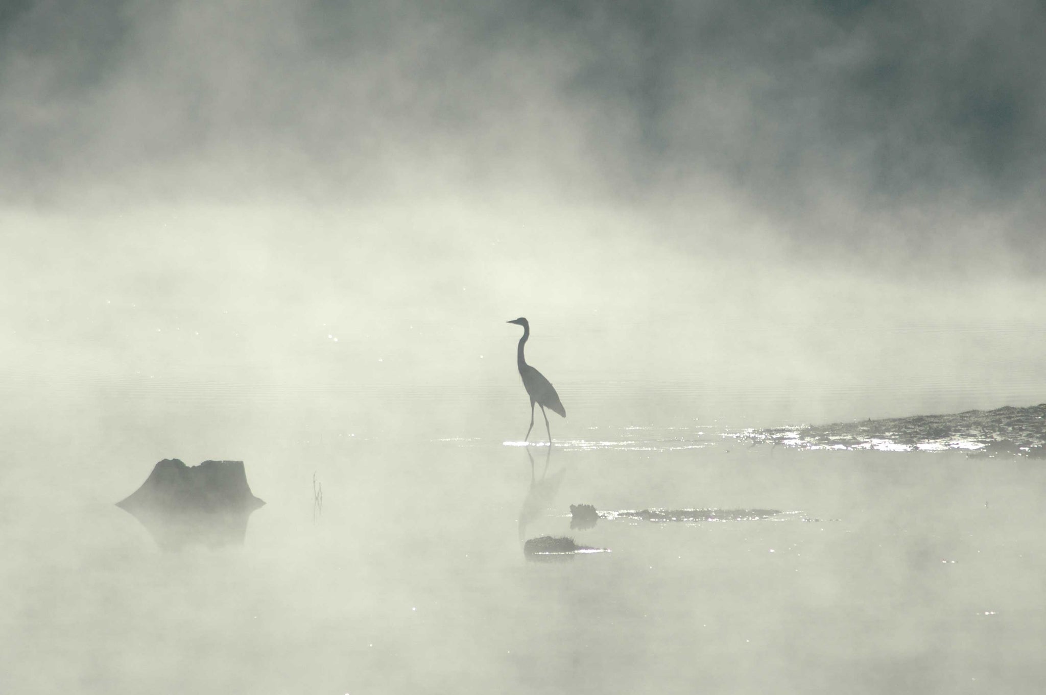 Guernsey Standing Crane in Mist Glossy Poster ( 5 Sizes Available)