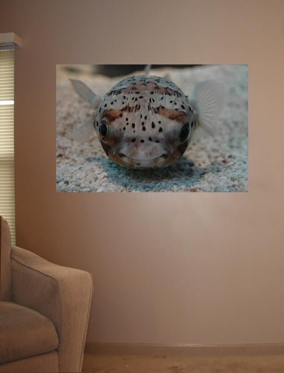 Guernsey Puffer Fish Glossy Poster (5 Sizes Available)