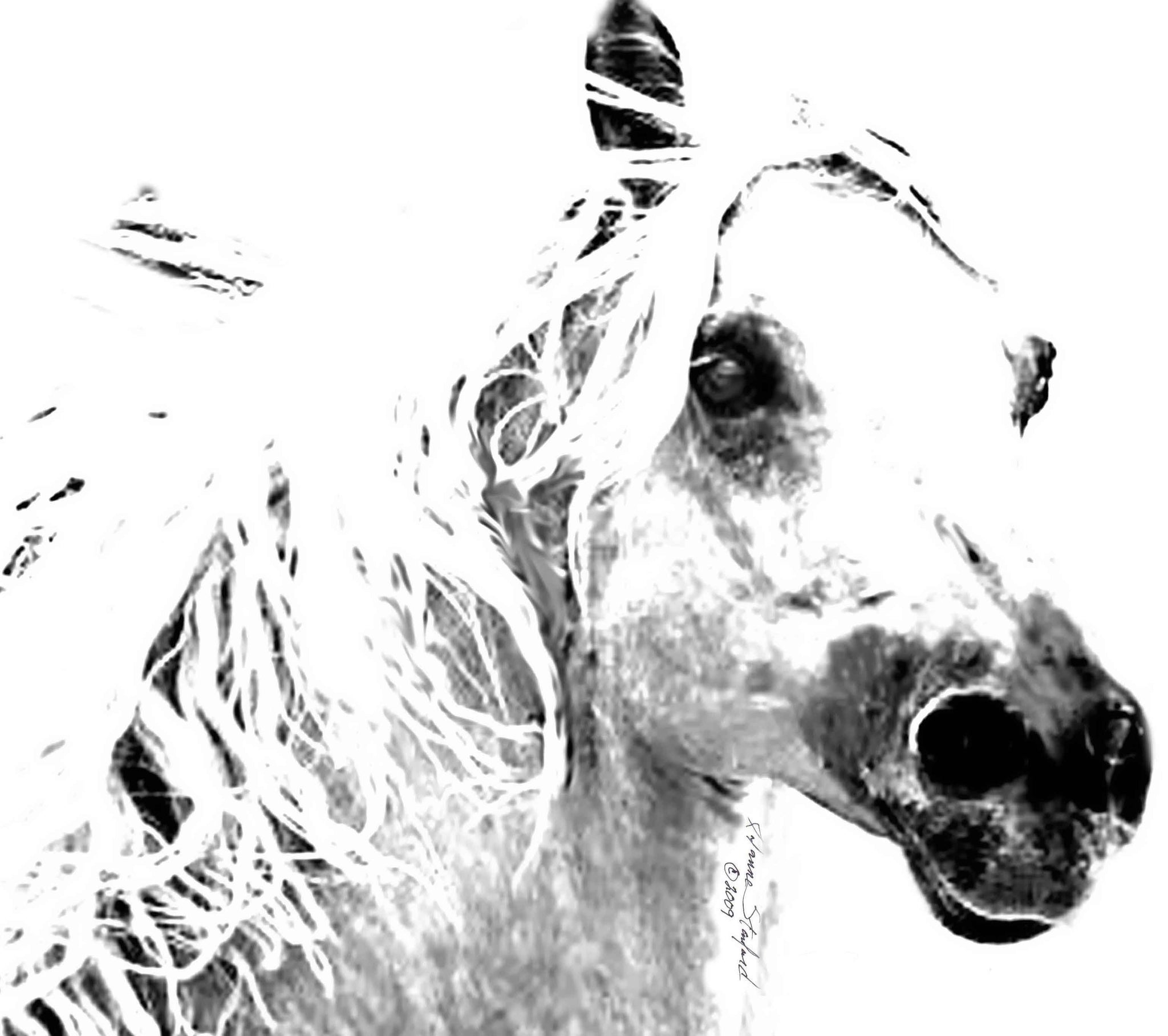 🐎 Tymeless Wonders Black & White Wild Horse Portrait Wall Decal (3 Sizes Available)