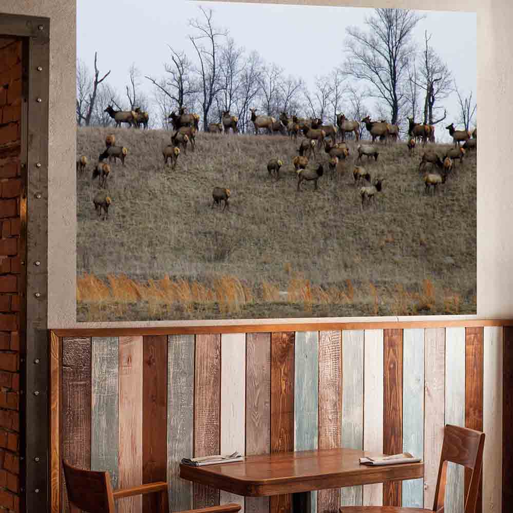 60 inch Elk Herd Decal Installed in Cafe