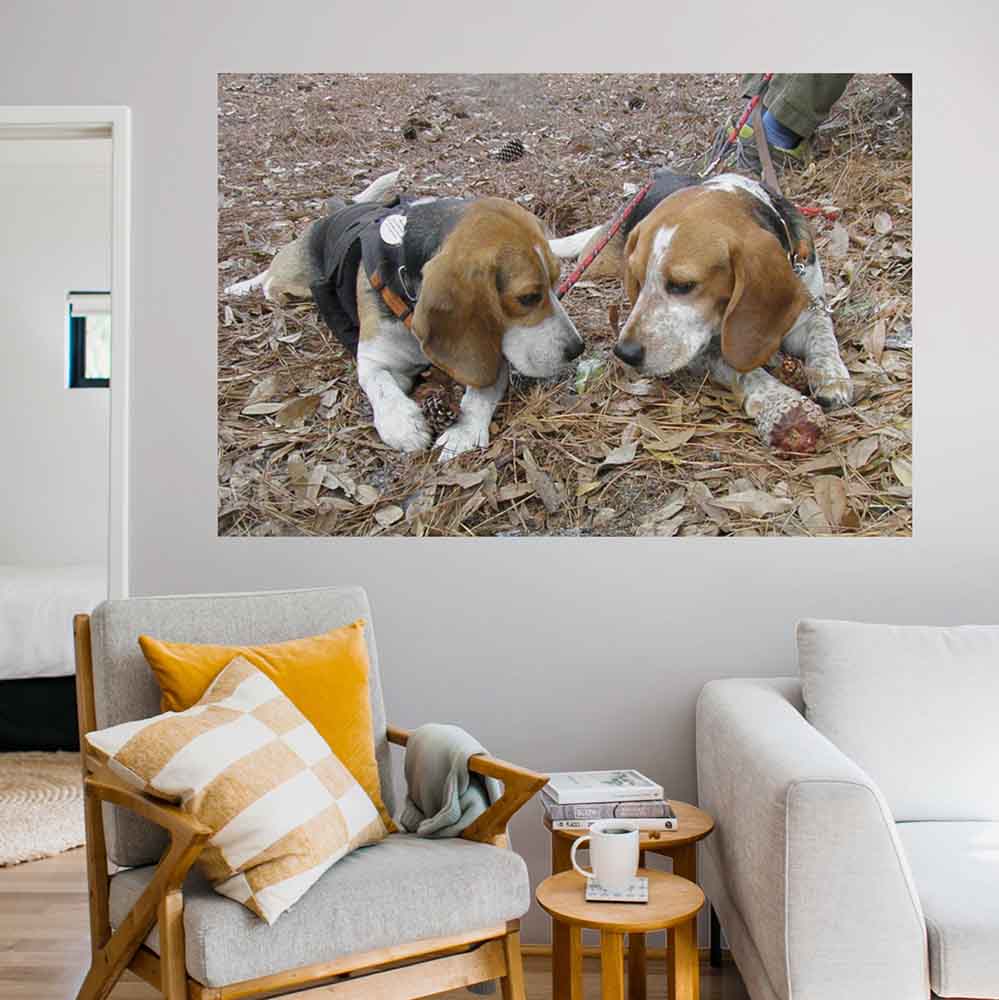 60 inch Twins Gloss Poster Installed in Living Room