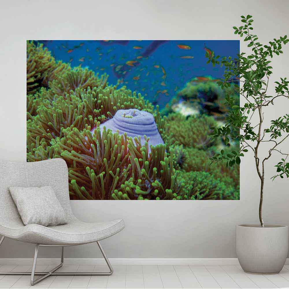 60 inch Suba Snack Sea bed Poster Displayed in Sitting Area