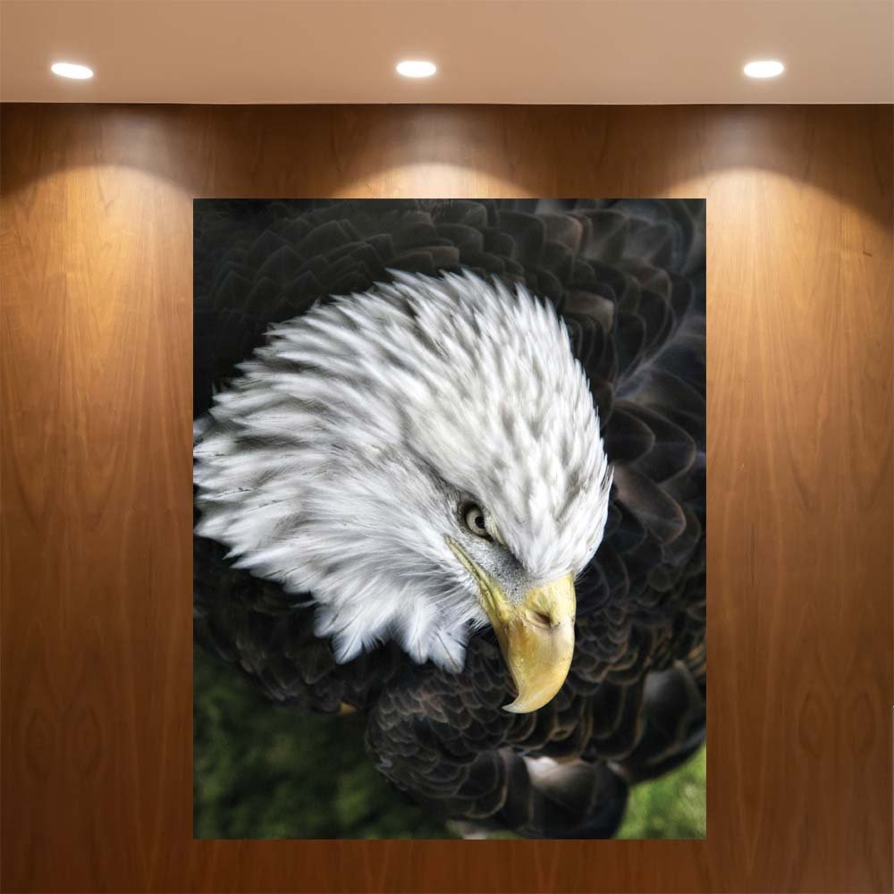 48x60 inch Bald Eagle Decal Installed in Office