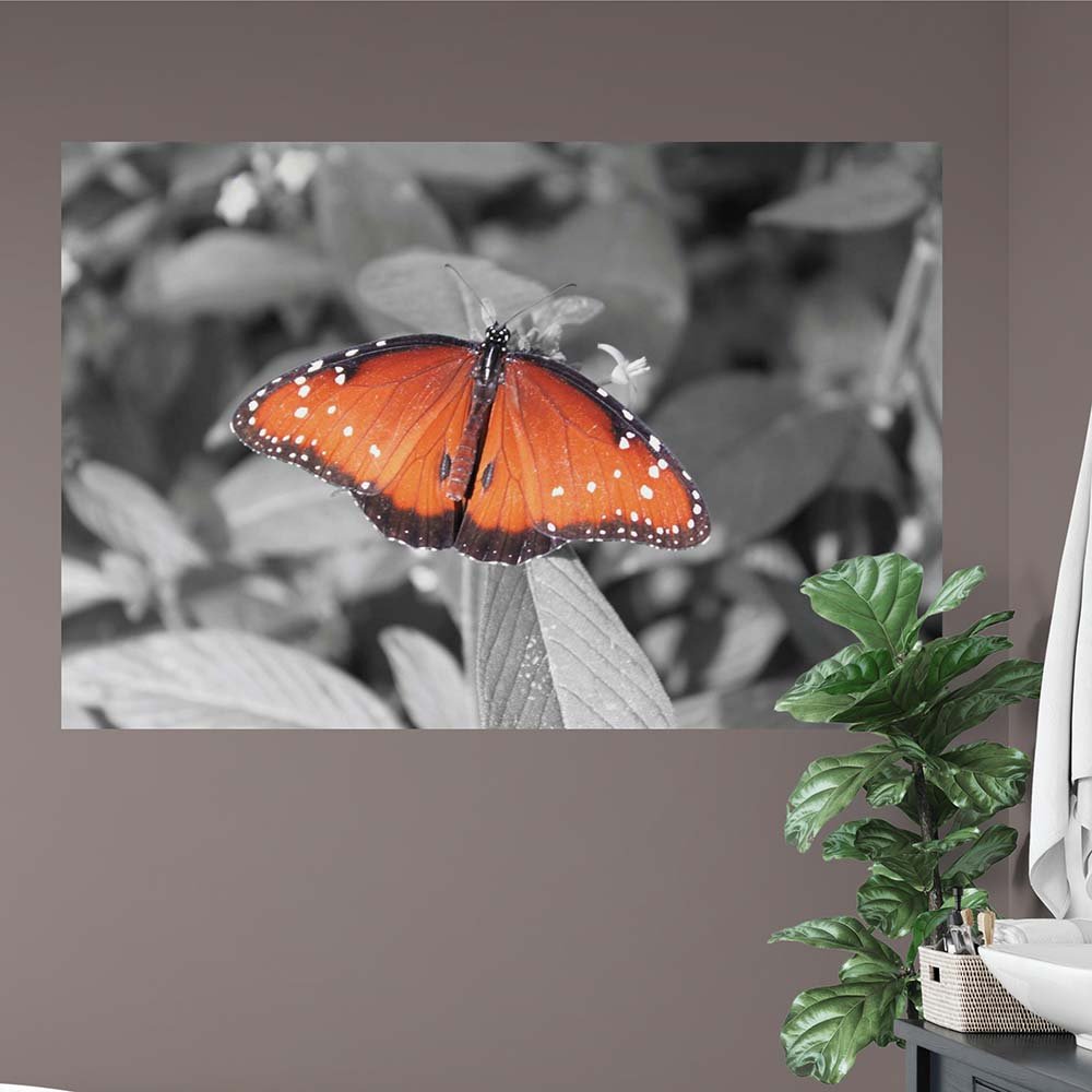 40x60 inch Butterfly Decal Installed in Corner