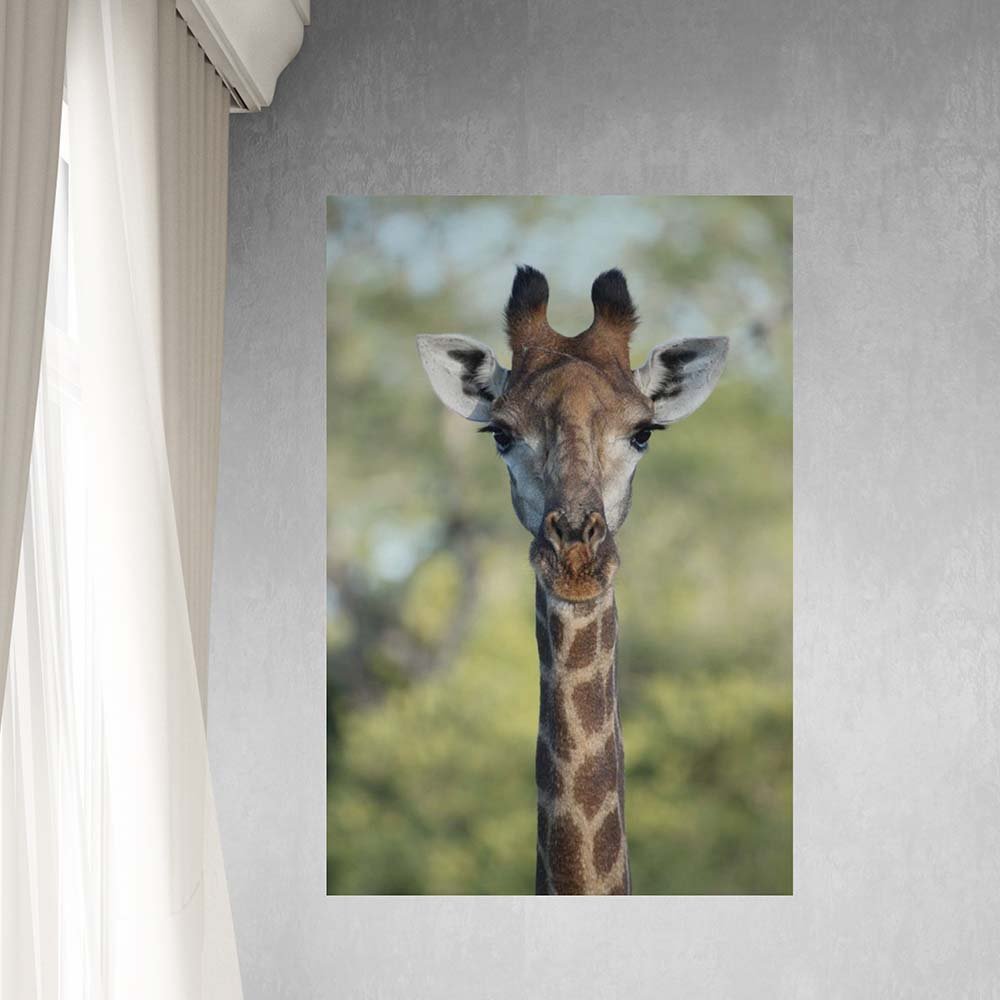 40x60 inch Giraffe Decal Installed Near Window