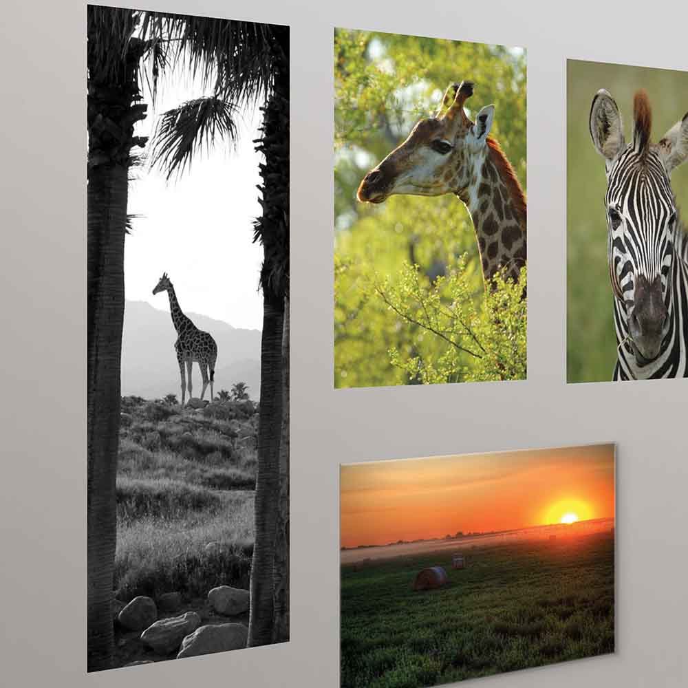 20.5x60 inch Panoramic Giraffe Decal Installed on Wall