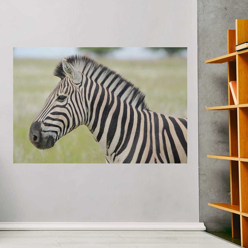 40x60 inch Zebra Profile Decal Installed by Bookshelf