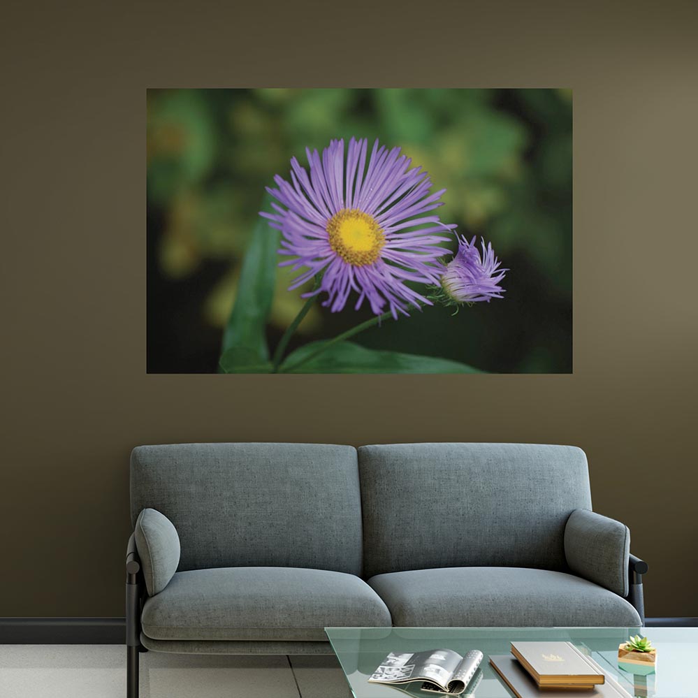 40x60 inch Purple Daisey Poster Displayed Above Love Seat