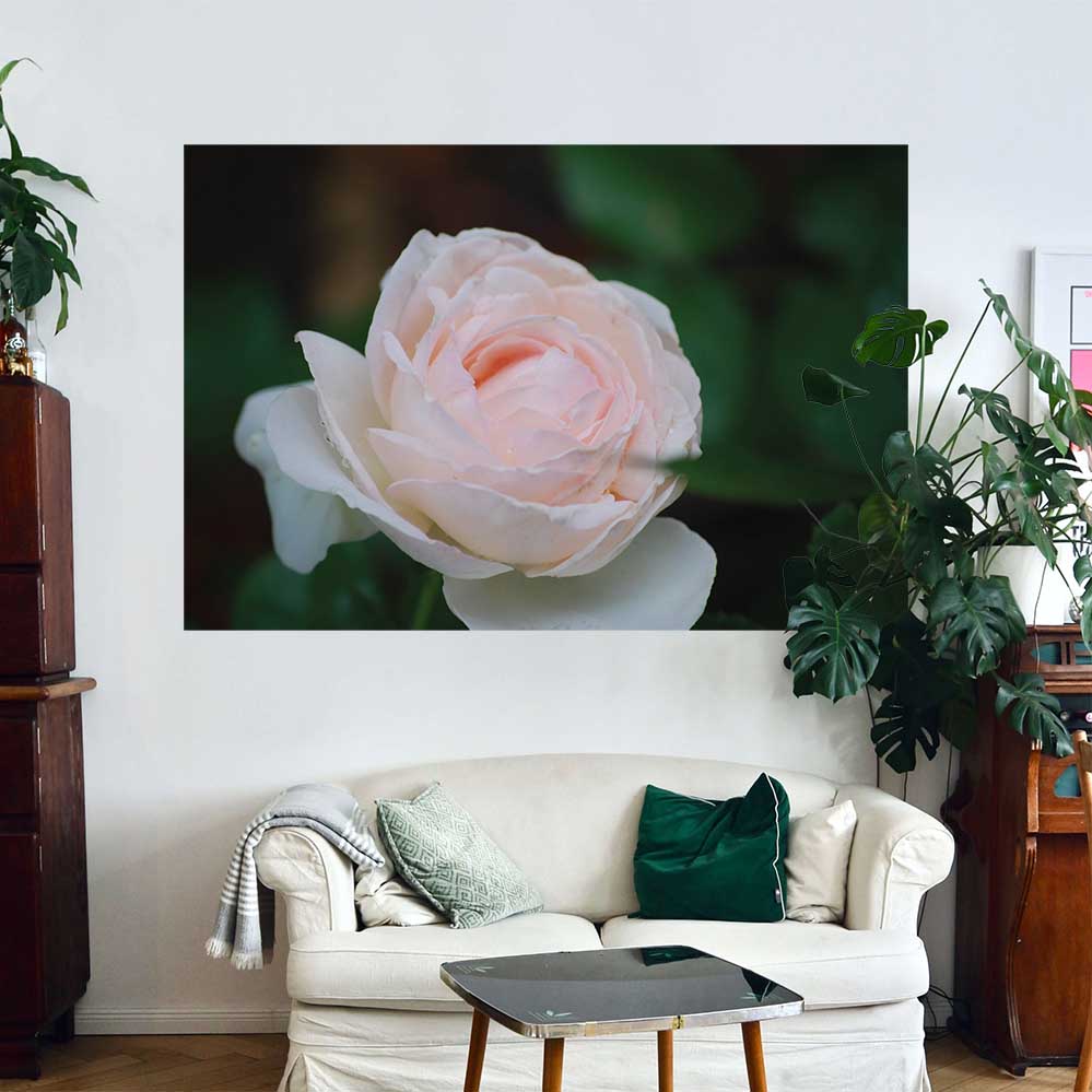 40x60 inch Pink Rose Poster Displayed Above Sofa