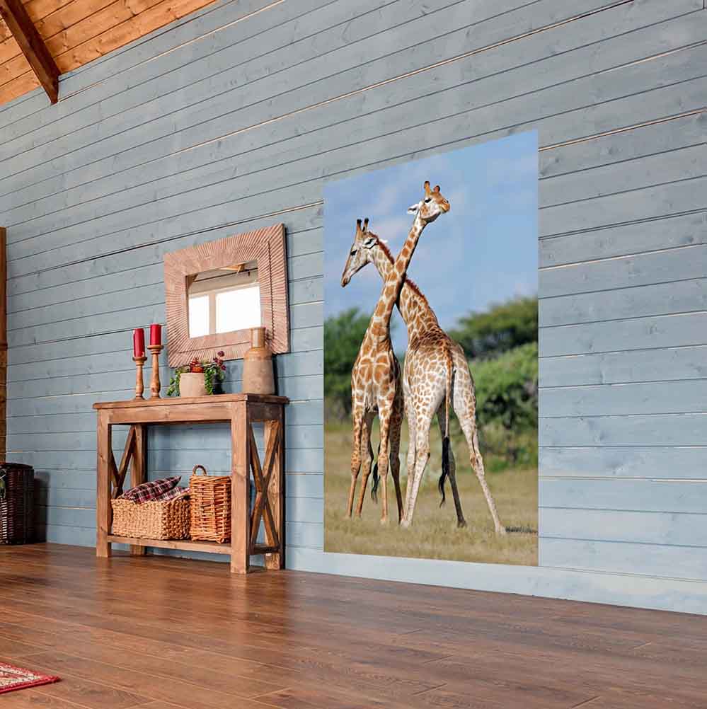 60 inch Crossing Giraffes Gloss Poster Installed on Wall