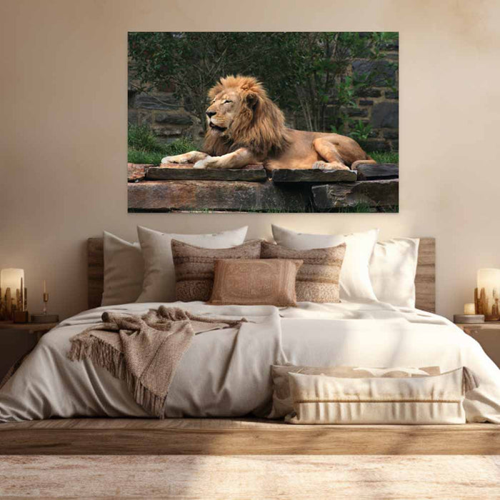 60 inch Lion Resting Gloss Poster Installed in Bedroom