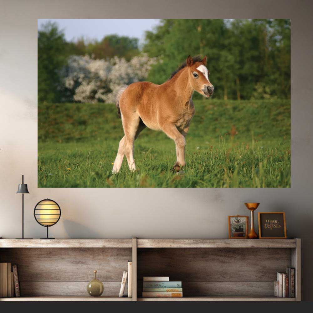 60 inch Pony in a Field Wall Decal Installed Above Shelving