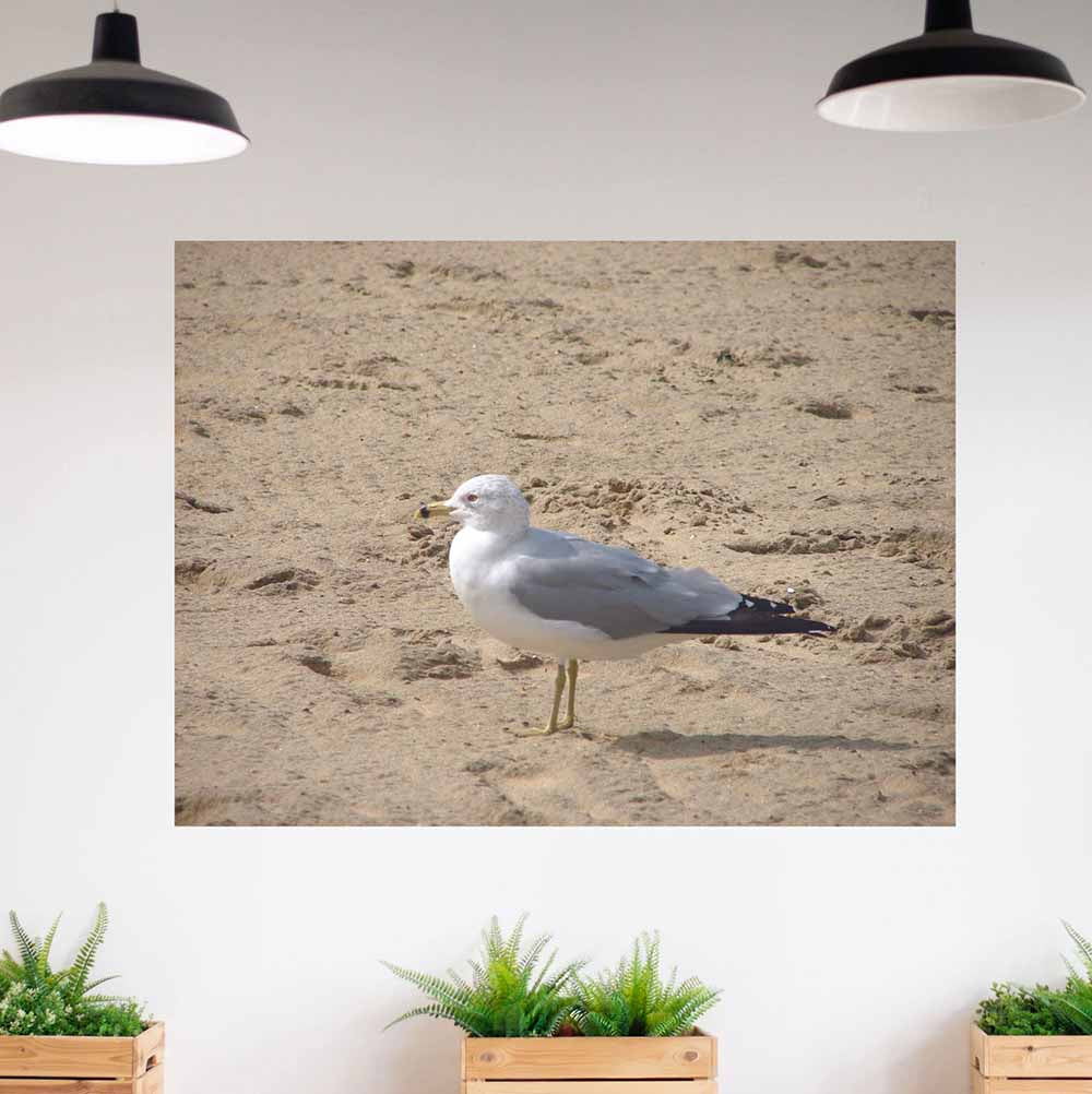 60 inch Seagull on Beach Poster Displayed in Office Hallway