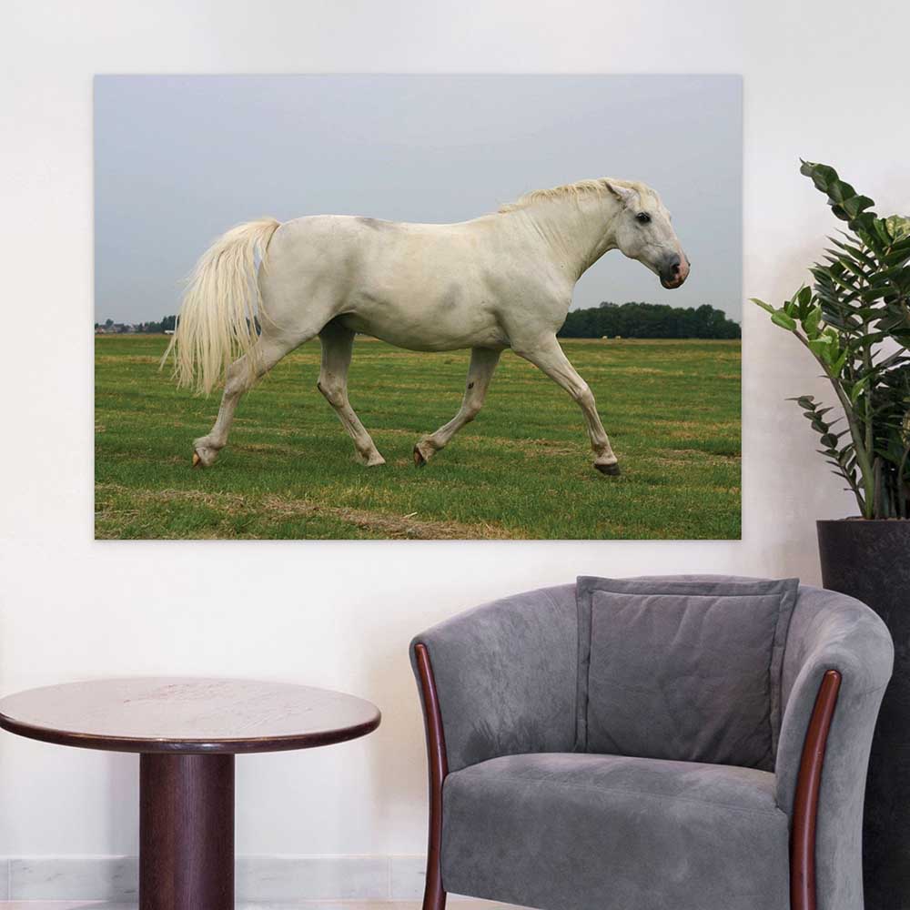 60 inch White Mustang Poster Displayed in Waiting Room