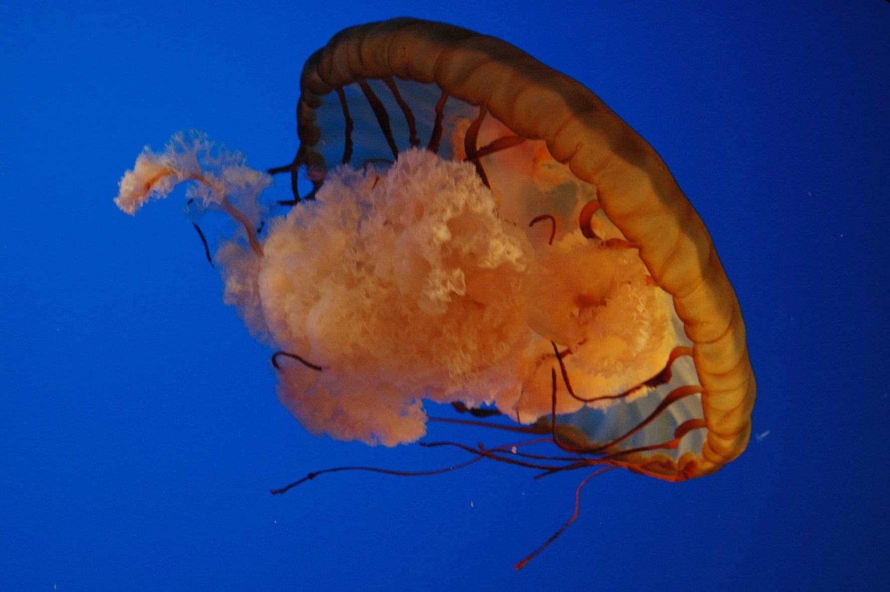 Guernsey Jellyfish I Glossy Poster (5 Sizes Available)