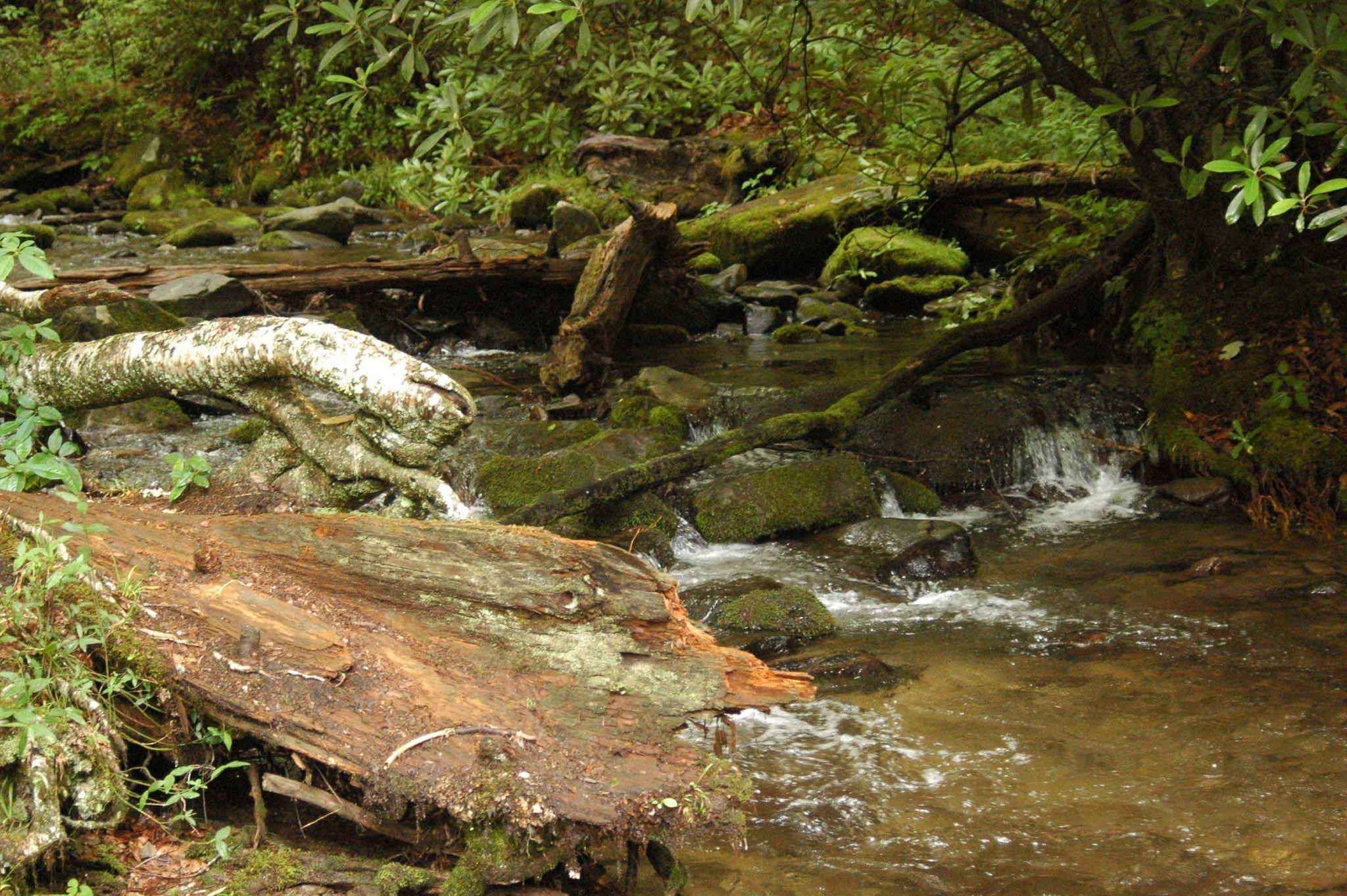 Guernsey Bubbly Stream Wall Decal (5 Sizes Available)