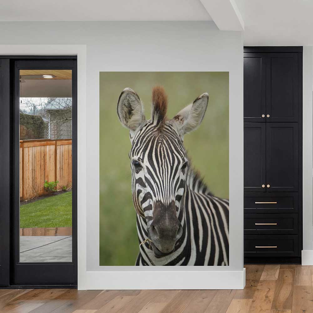48x72 inch Zebra Portrait Poster Displayed by Back Door