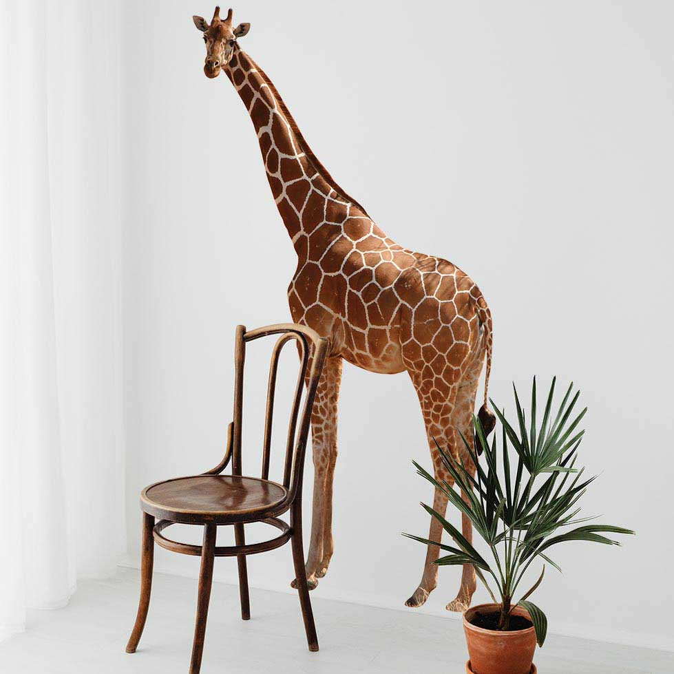 72 inch Giraffe Wall Decal Installed on Wall