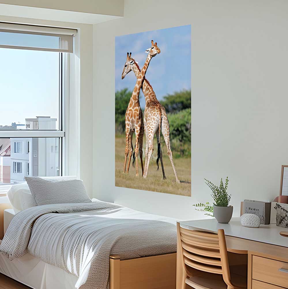 72 inch Crossing Giraffes Gloss Poster Installed in Bedroom