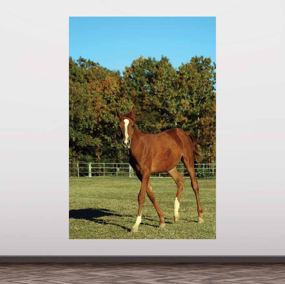 72 inch Horse Portrait Wall Decal Installed on Wall