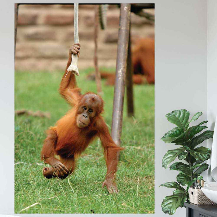 72 inch Just Hangin Around Monkey Poster Displayed on Wall