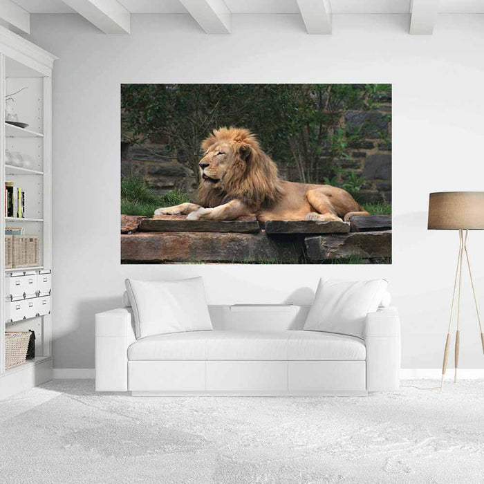 72 inch Lion Resting Gloss Poster Installed in Living Room