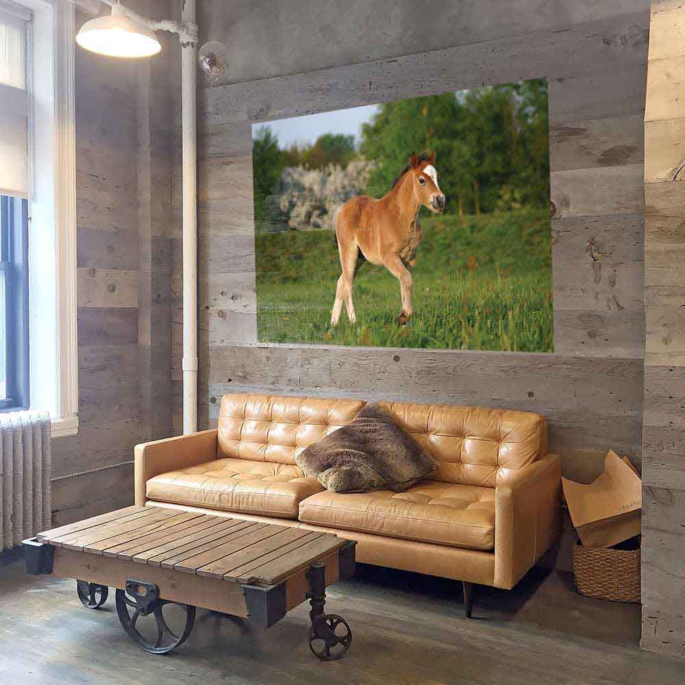 72 inch Pony in a Field Gloss Poster Installed Above Couch