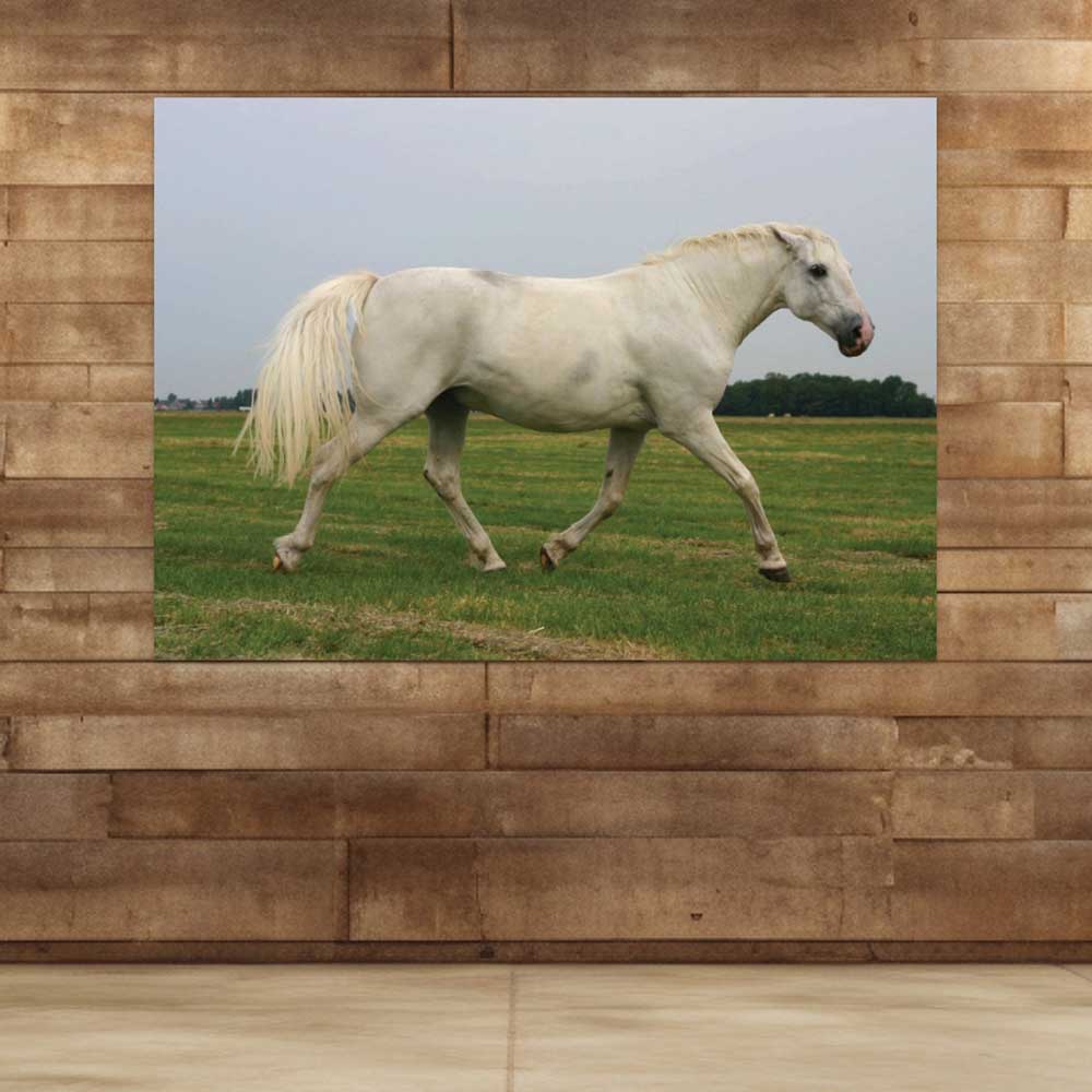 72 inch White Mustang Poster Displayed on Wall