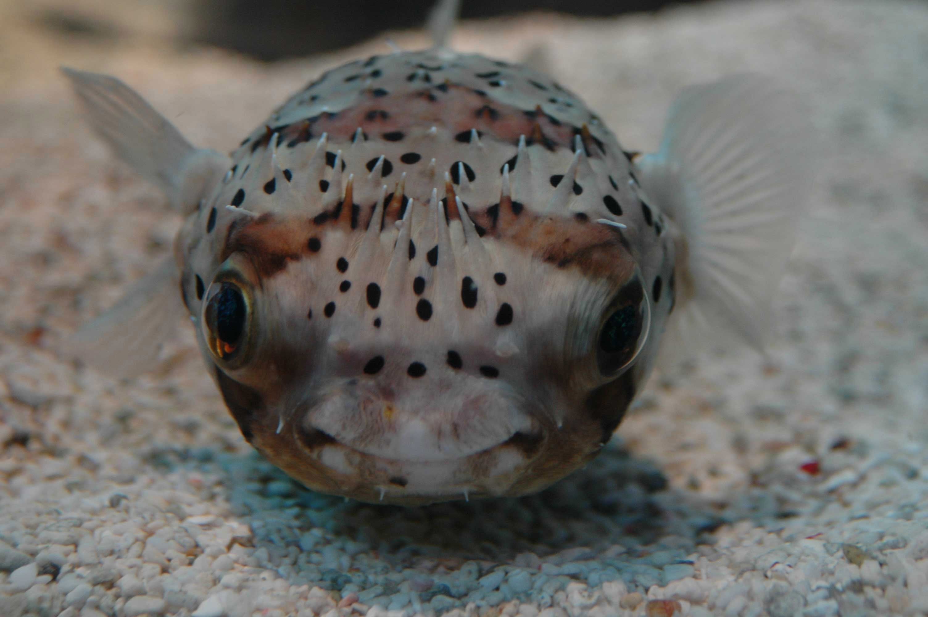 Guernsey Puffer Fish Wall Decal (5 Sizes Available)