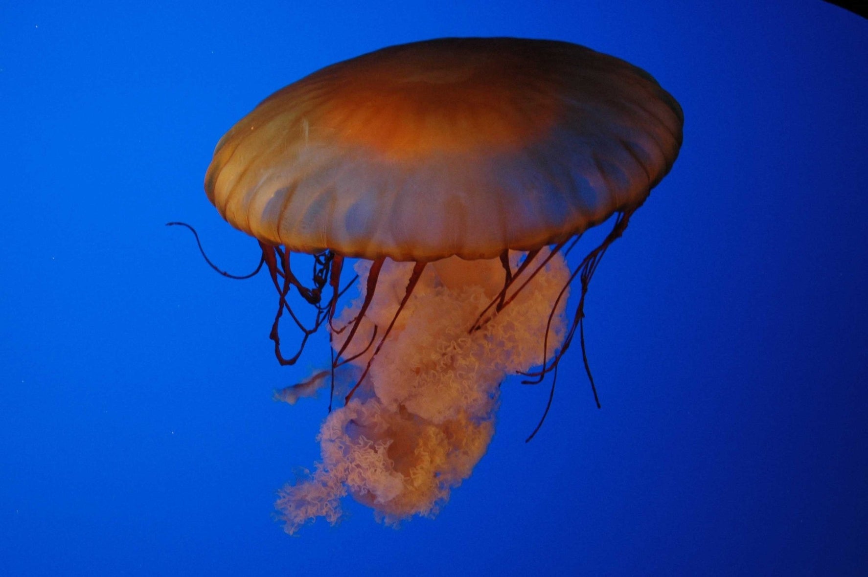 Guernsey Jellyfish II Glossy Poster (5 Sizes Available)