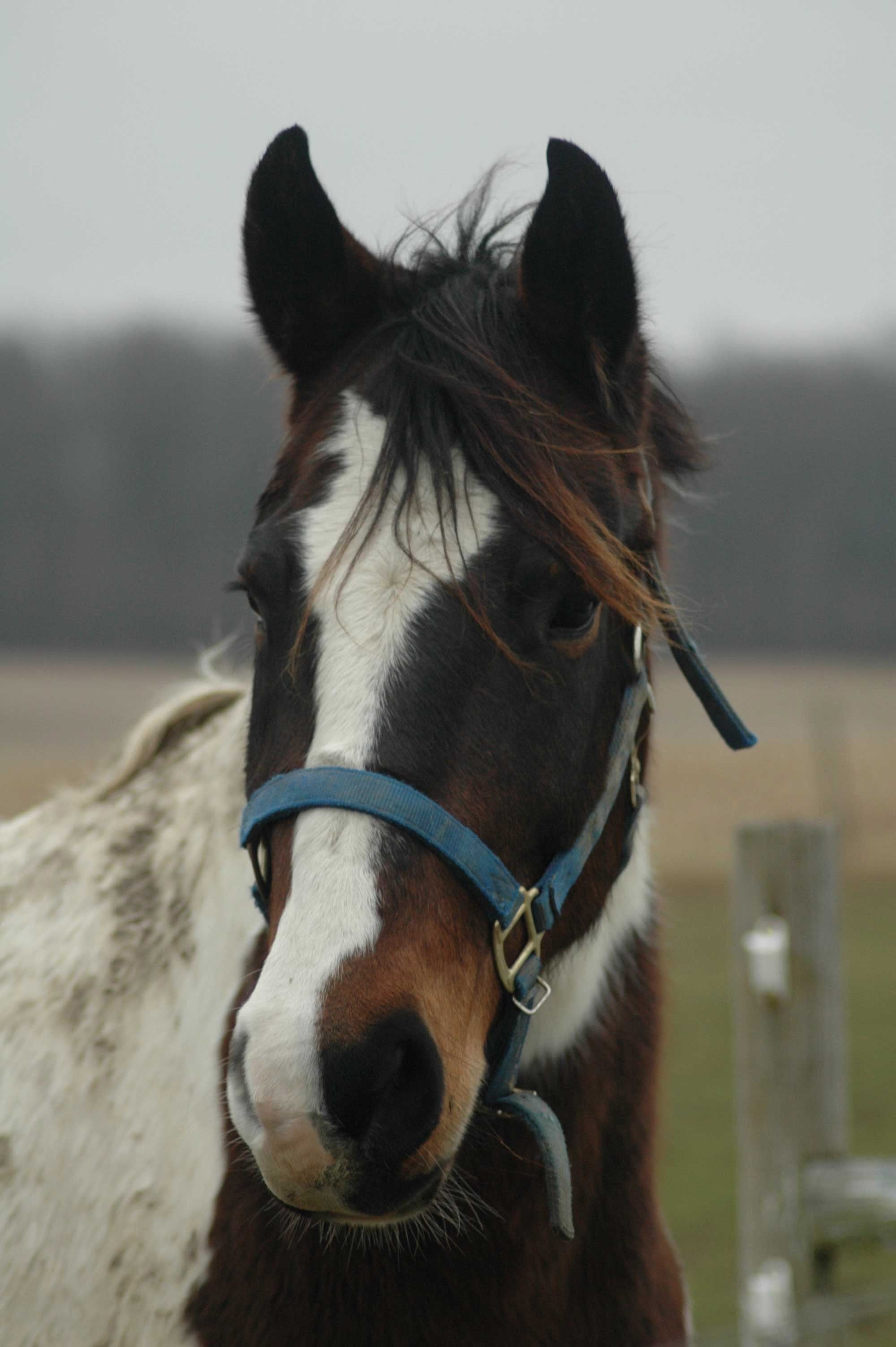 Guernsey Horse Wall Decal (5 Sizes Available)