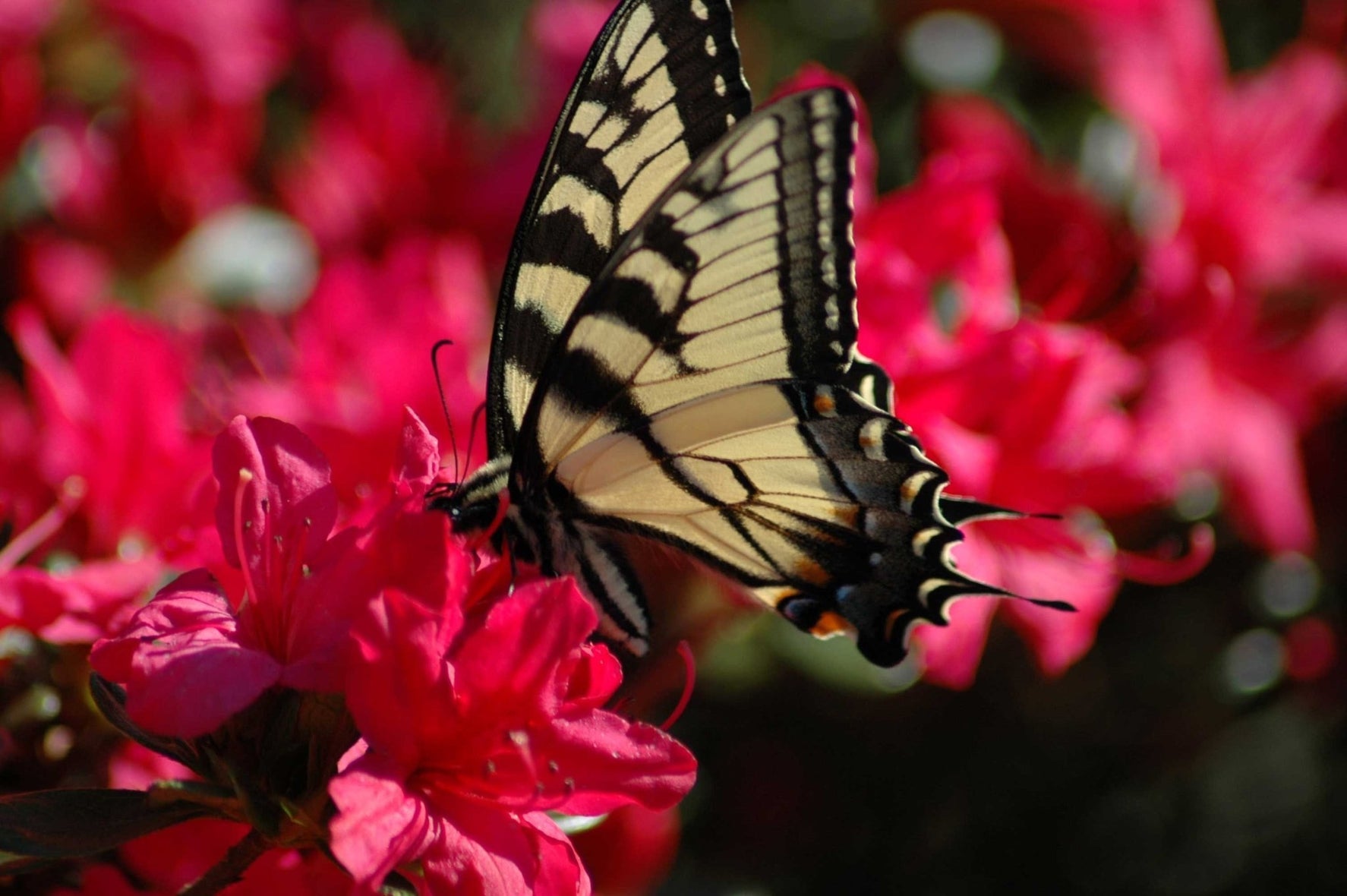Guernsey Butterfly on Flower Glossy Poster (5 Sizes Available)