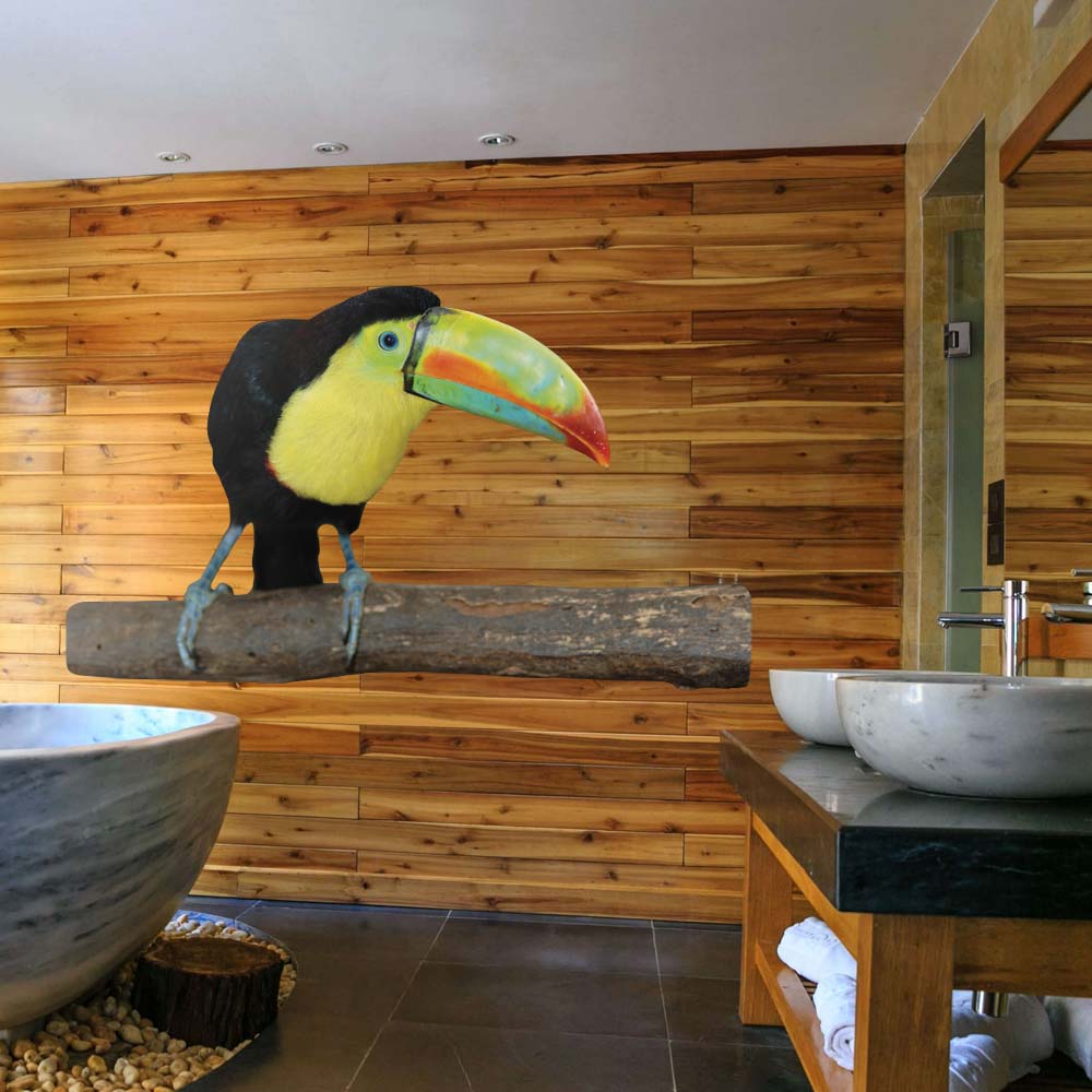 84 inch Toucan Die-Cut Decal Installed in Bathroom