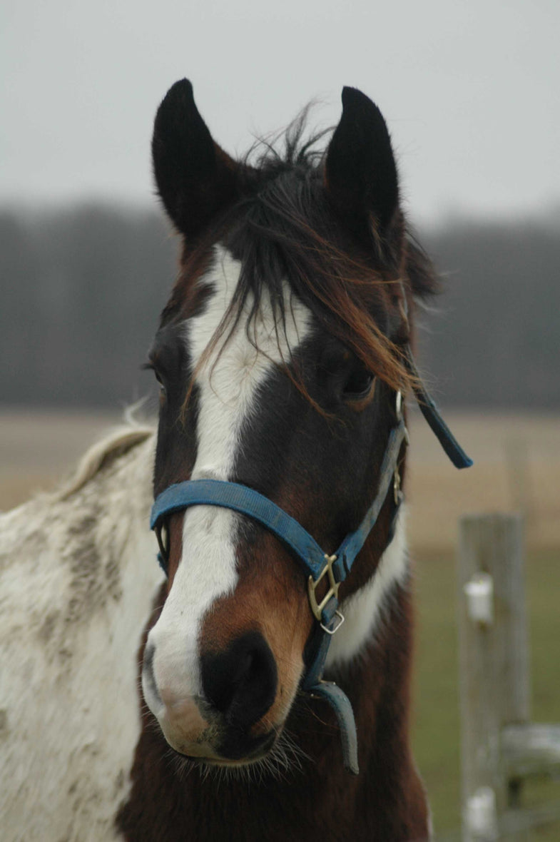 Guernsey Horse Glossy Poster (5 Sizes Available)